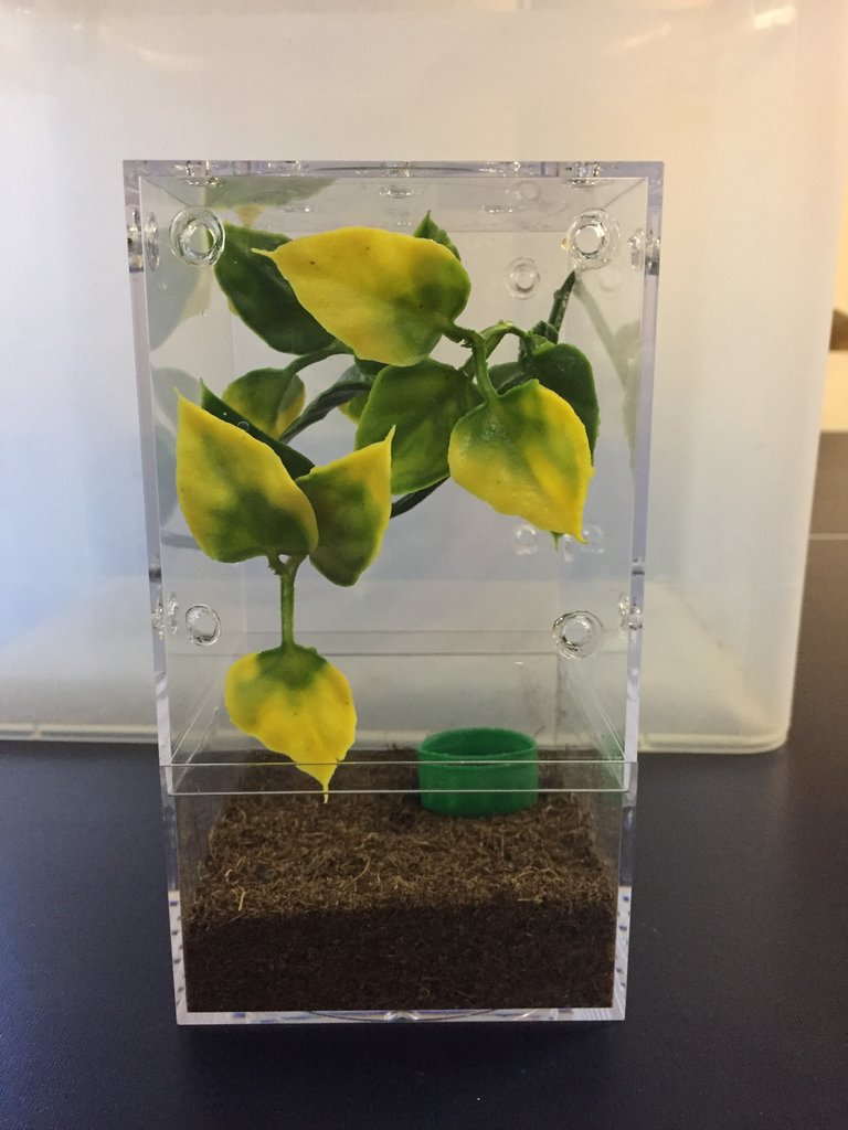 Avicularia enclosure