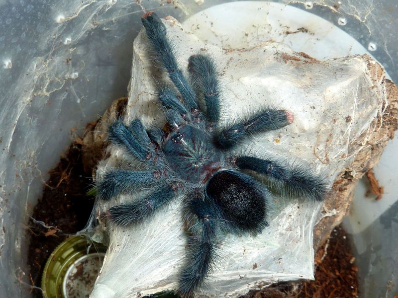 Avicularia geroldi, juvie female