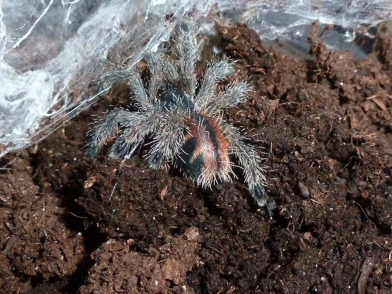 Avicularia geroldi