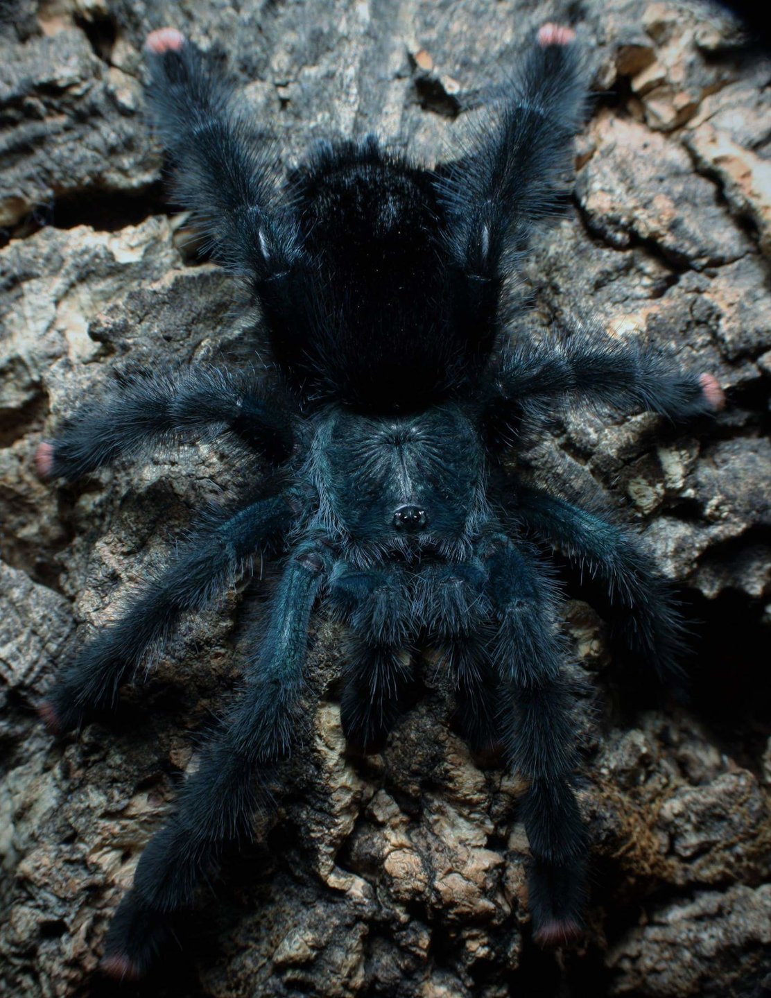 Avicularia geroldi