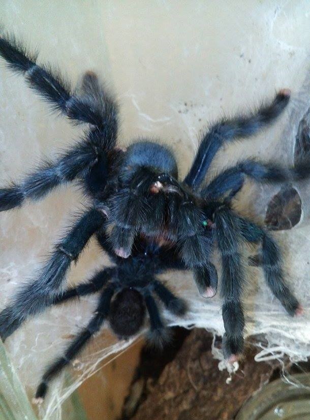 Avicularia geroldi