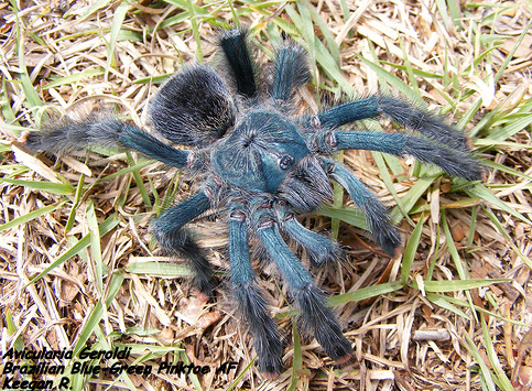 Avicularia Geroldi