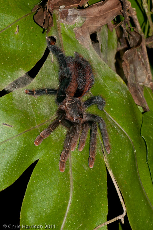 Avicularia hirschi