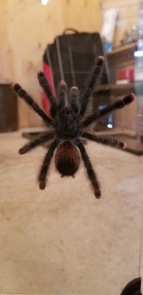 Avicularia ID [2/2] (no flash)