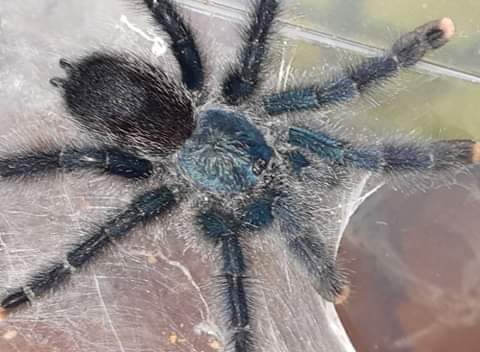 Avicularia identification