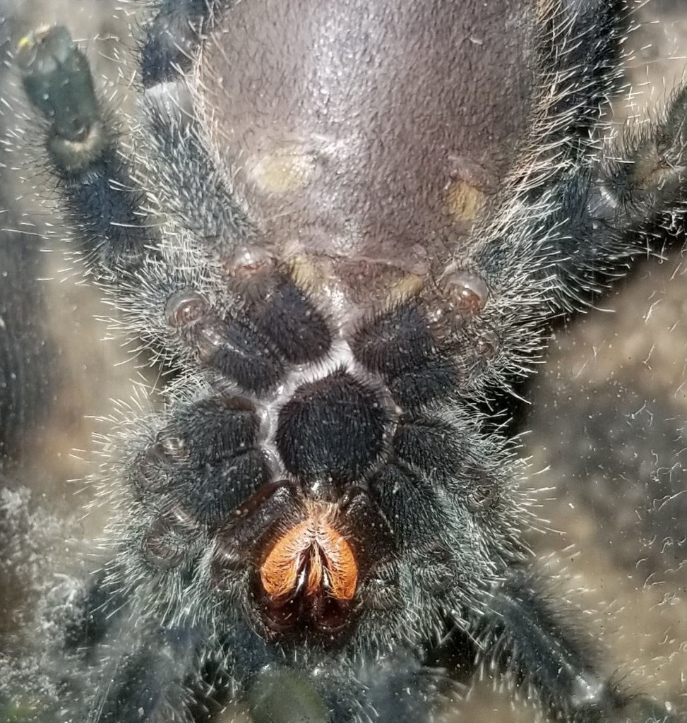 Avicularia Juruensis 2"