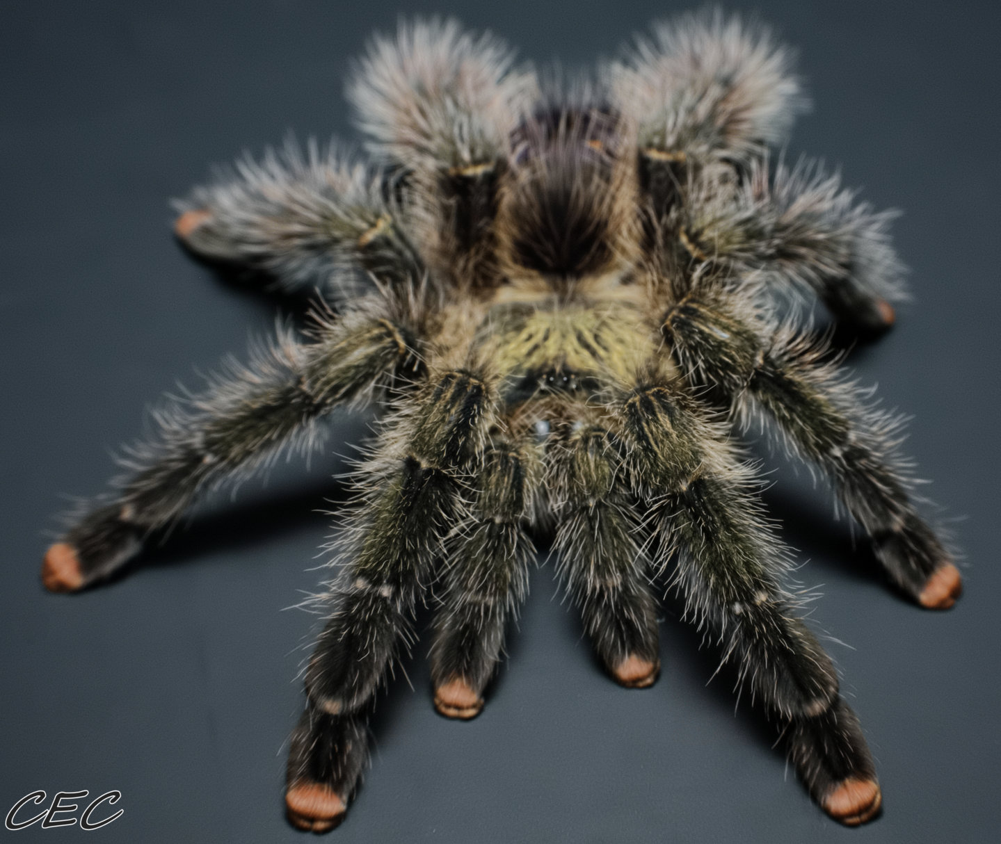 Avicularia juruensis M#1