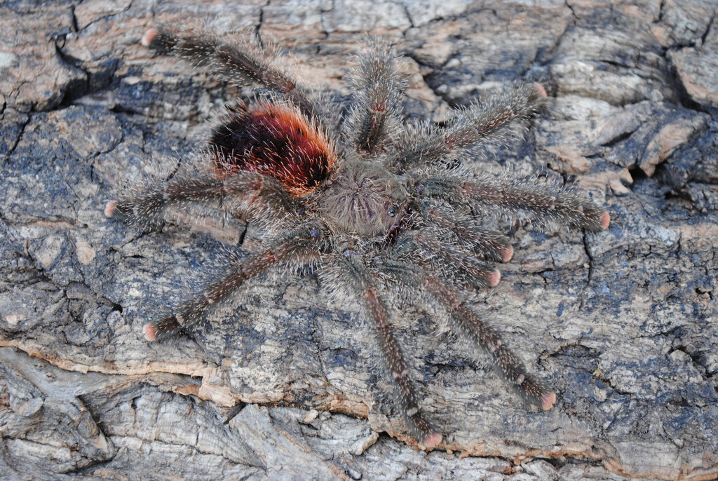 Avicularia juruensis "morphotype # 2"_huriana - Female