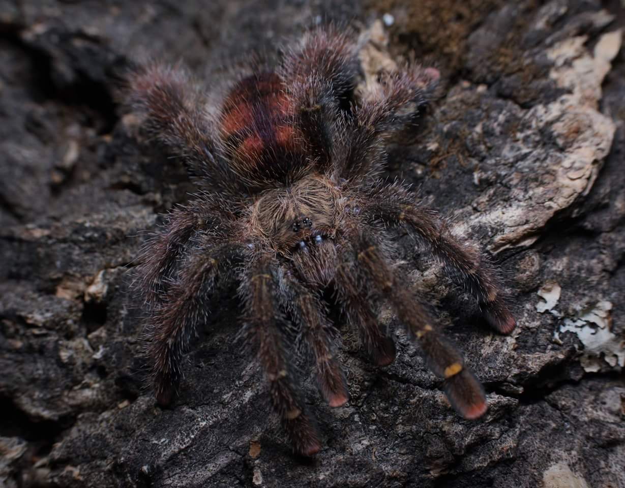 Avicularia juruensis