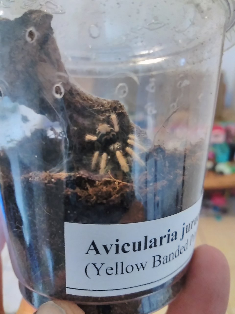 Avicularia juruensis