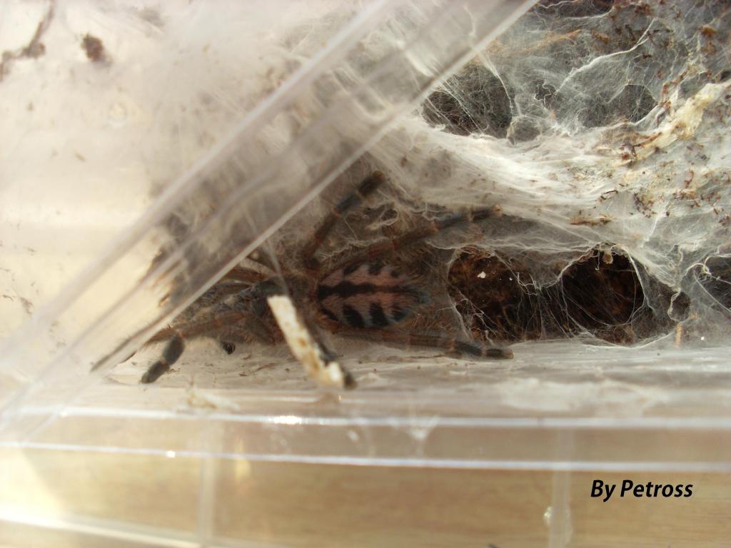 Avicularia laeta