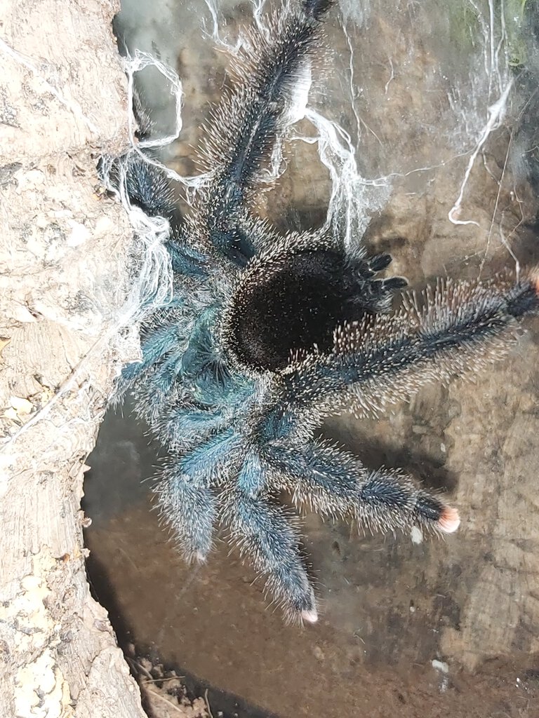 Avicularia M6?