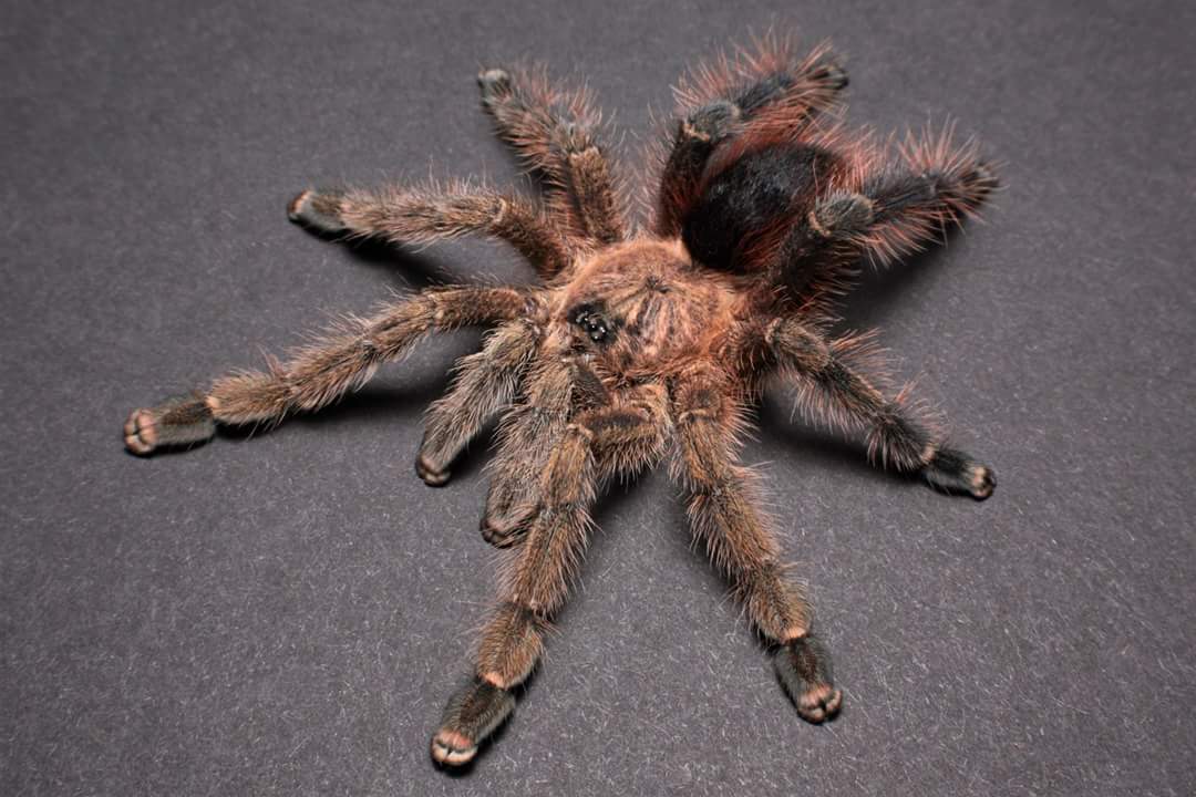 Avicularia merianae