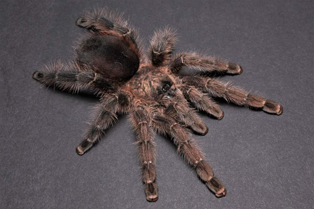 Avicularia merianae