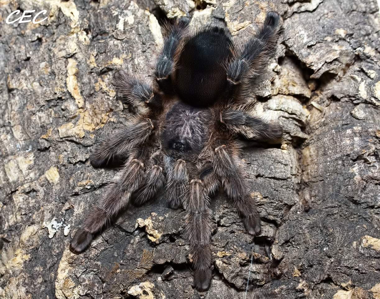 Avicularia merianae