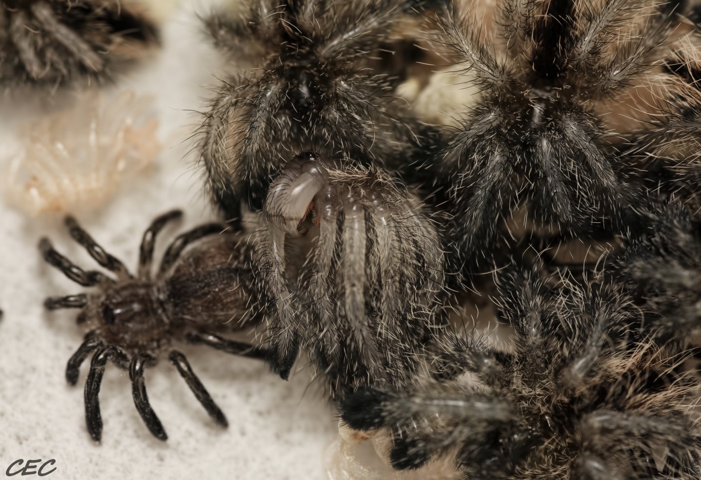 Avicularia merianae