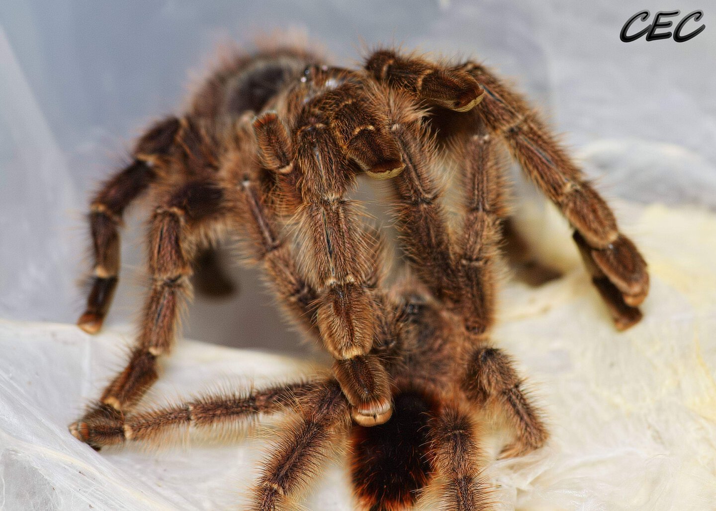 Avicularia merianae