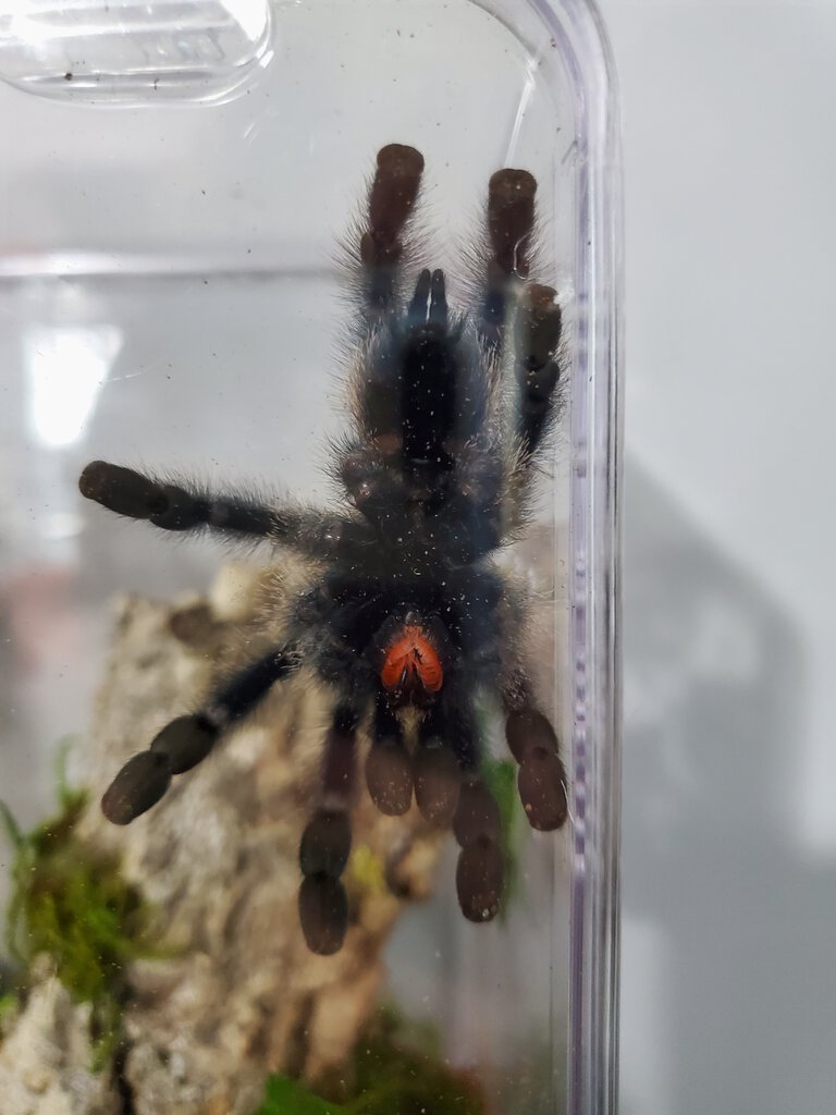 Avicularia metallica [2/5]