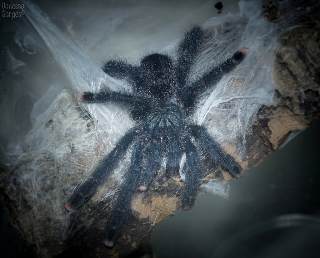 Avicularia metallica 3.5" Male