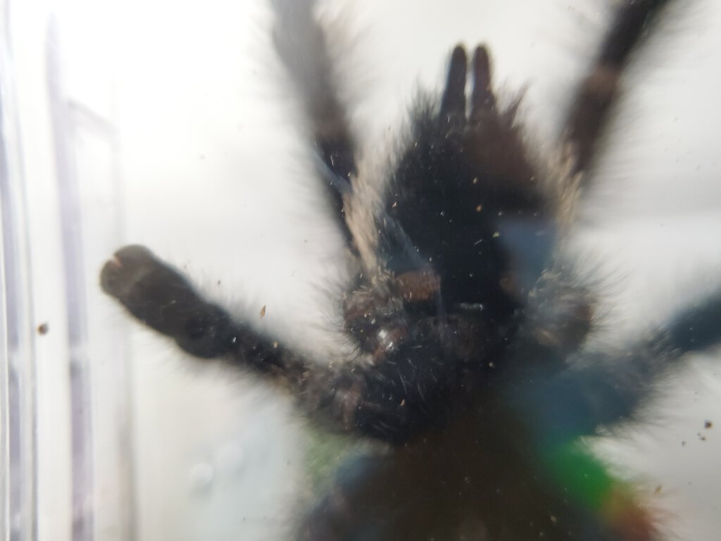 Avicularia metallica [3/5]