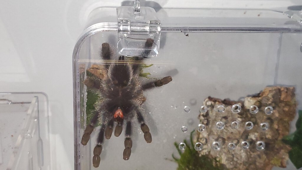 Avicularia metallica [4/5]