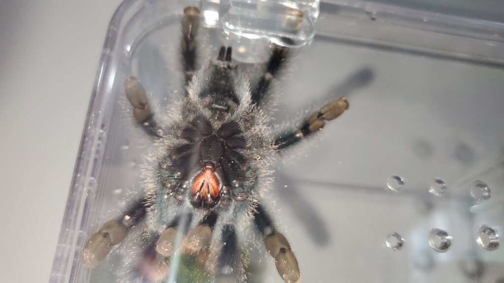 Avicularia metallica [5/5]