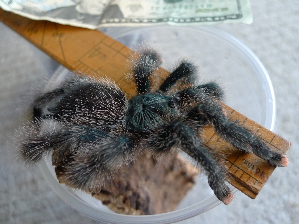 Avicularia metallica 5 inch