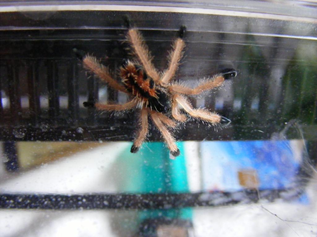 Avicularia Metallica After Molt