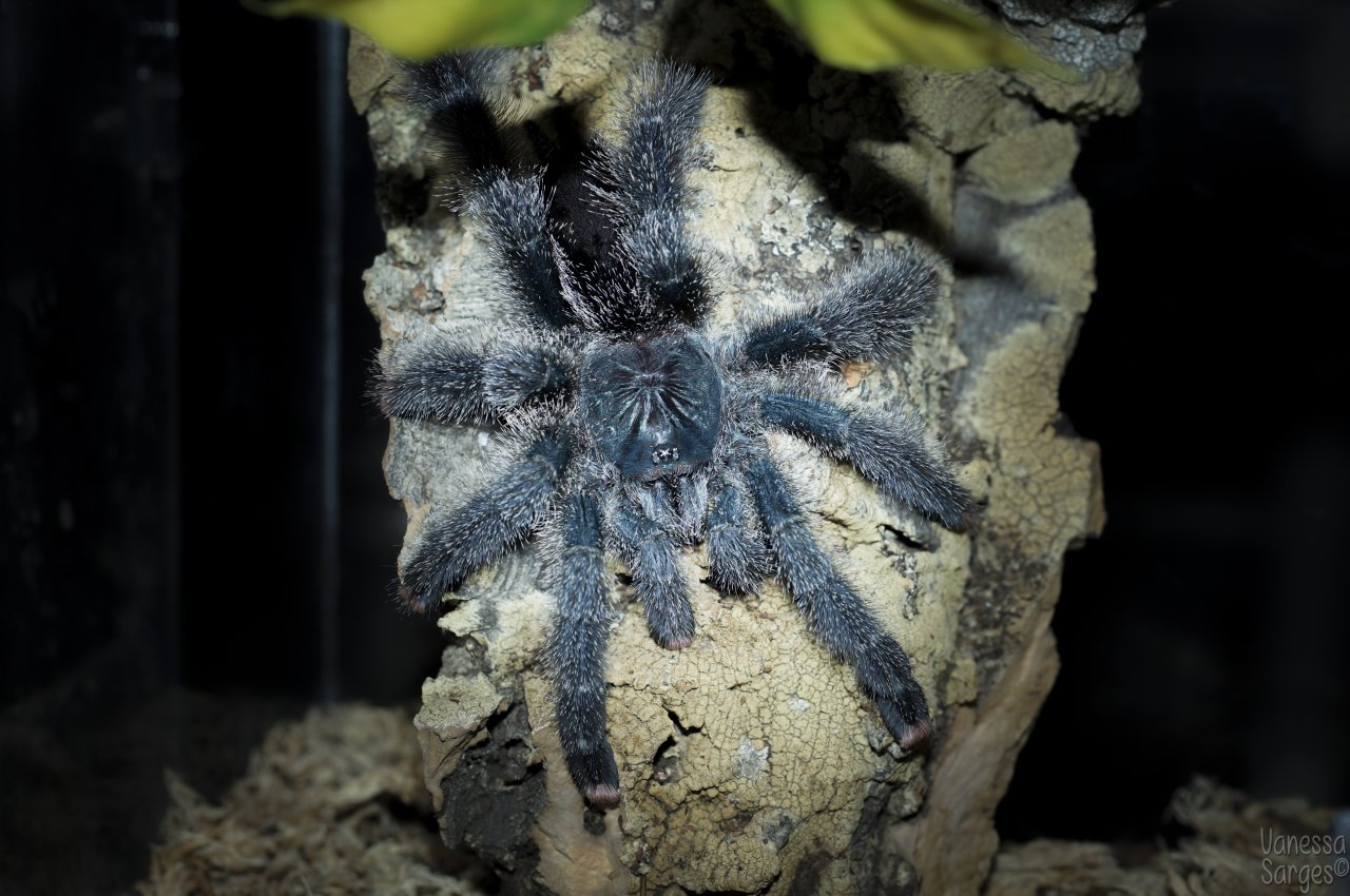 Avicularia metallica Female