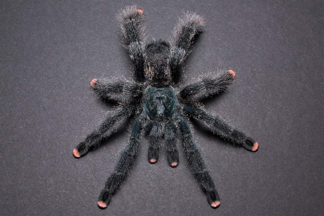 Avicularia metallica (Hobby)