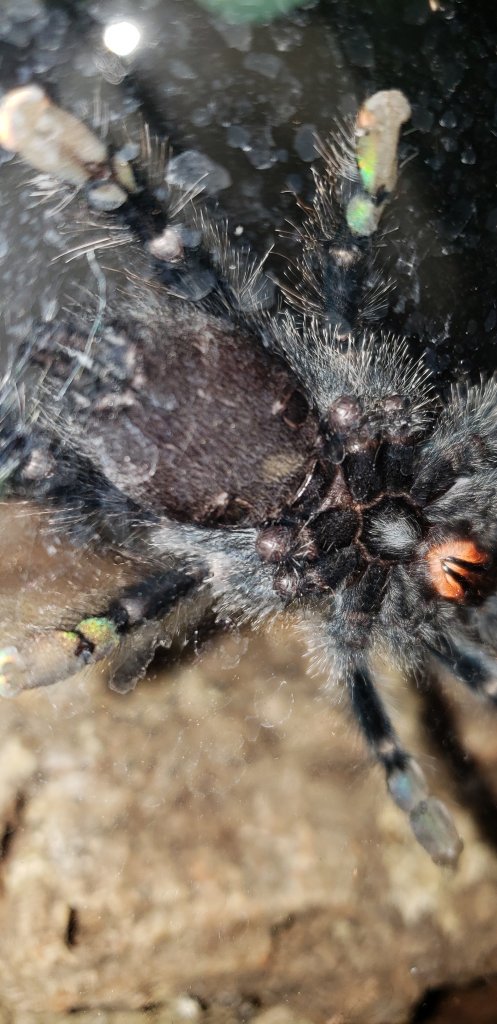 Avicularia metallica sexing help?