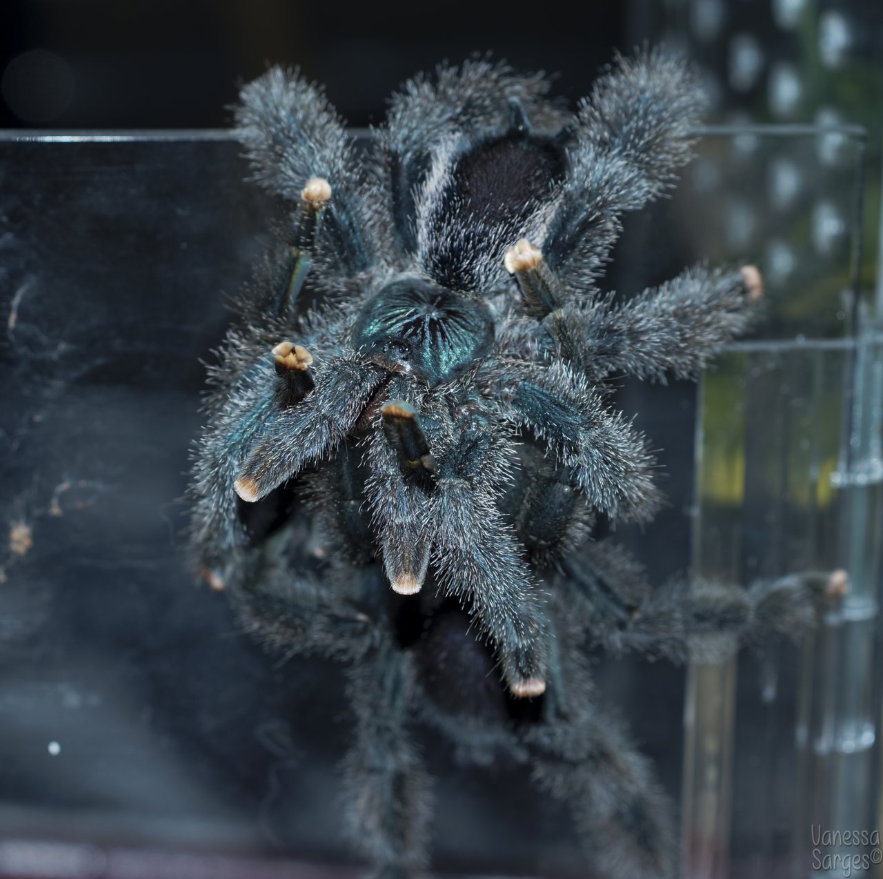 Avicularia metallica Successful Pairing