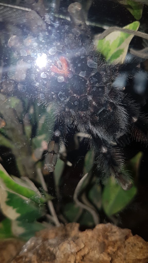 Avicularia metallica [ventral sexing]