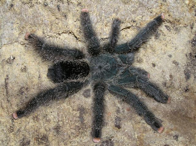 Avicularia metallica