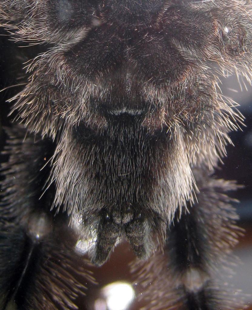 Avicularia Metallica