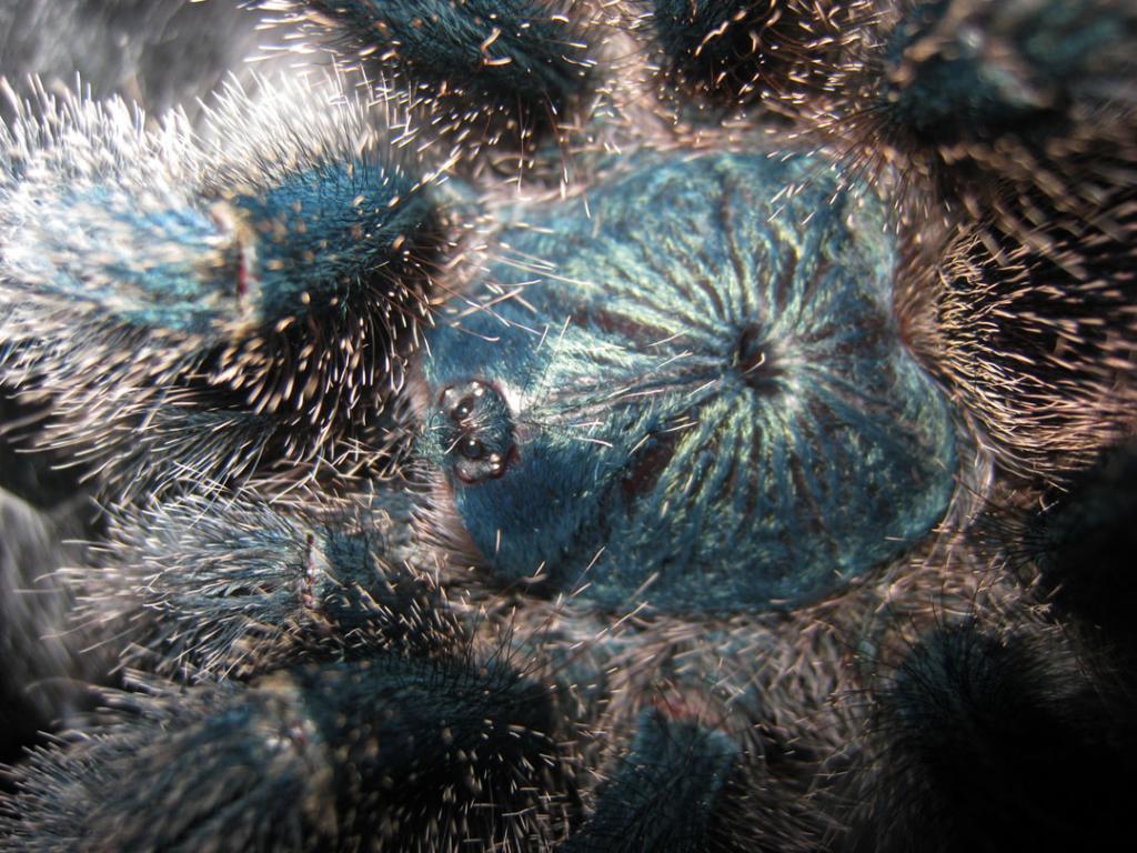 Avicularia metallica