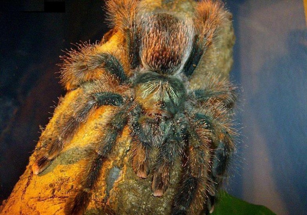 Avicularia metallica