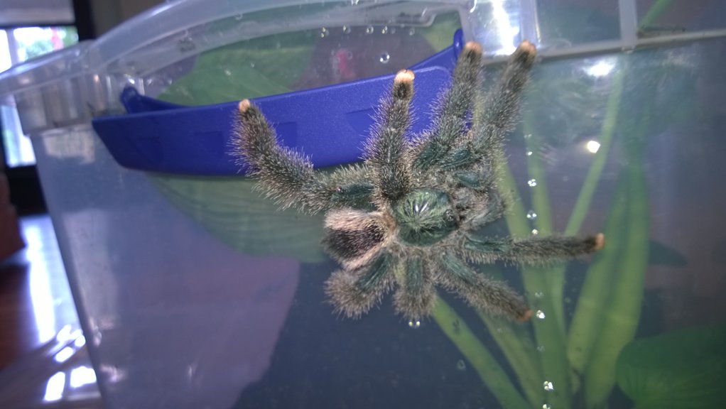 Avicularia metallica