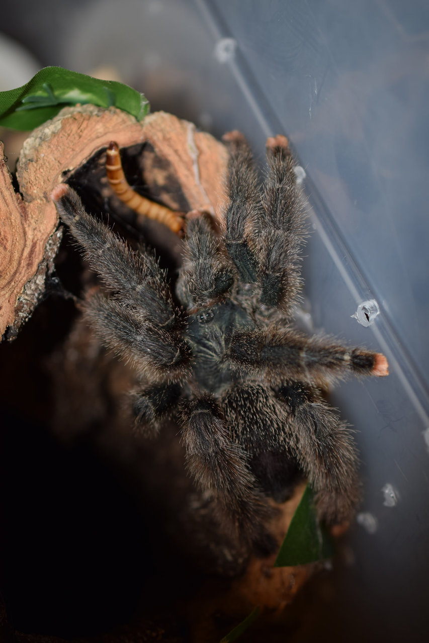 Avicularia metallica