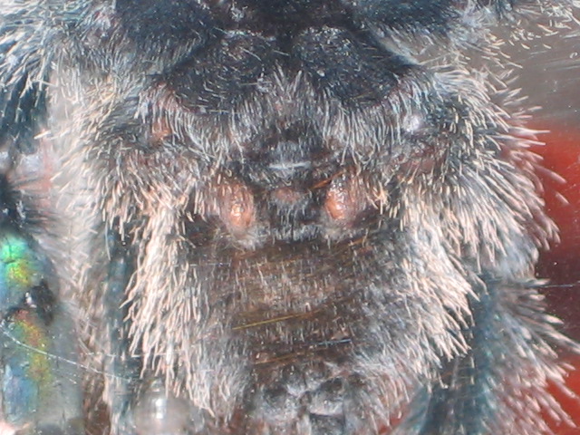 Avicularia Metallica