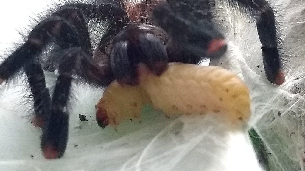 Avicularia metallica