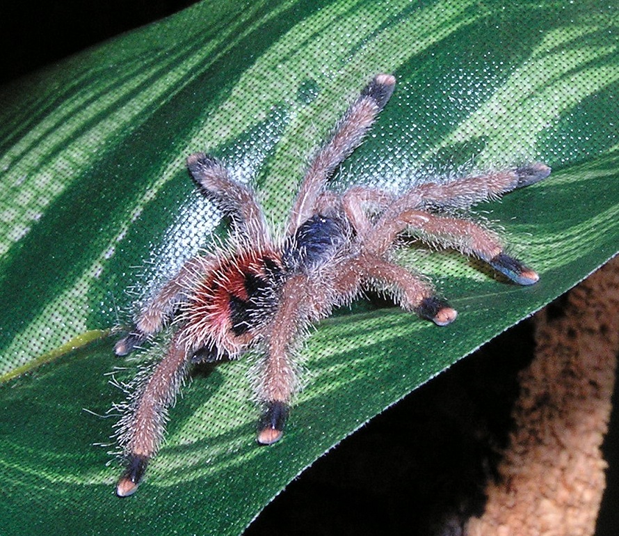 Avicularia metallica