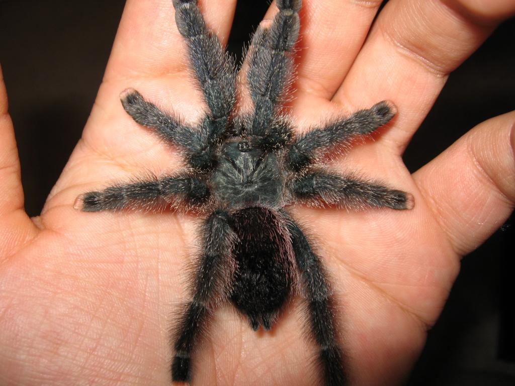 Avicularia Metallica