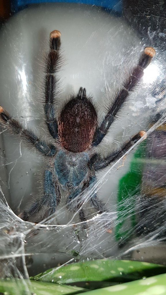 Avicularia metallica