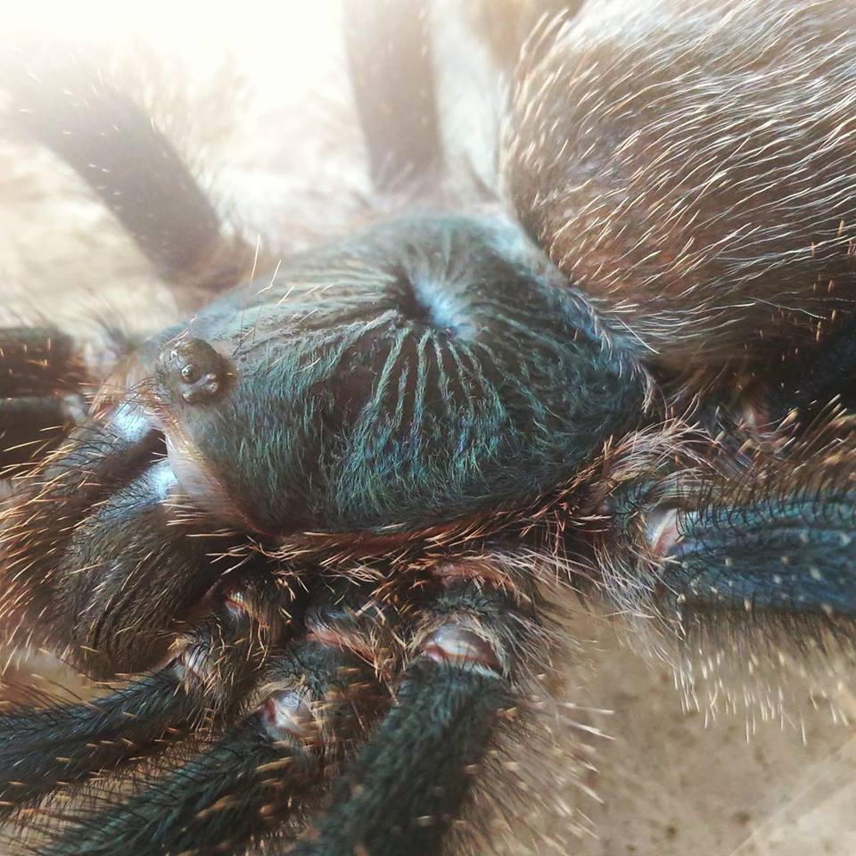 Avicularia Metallica