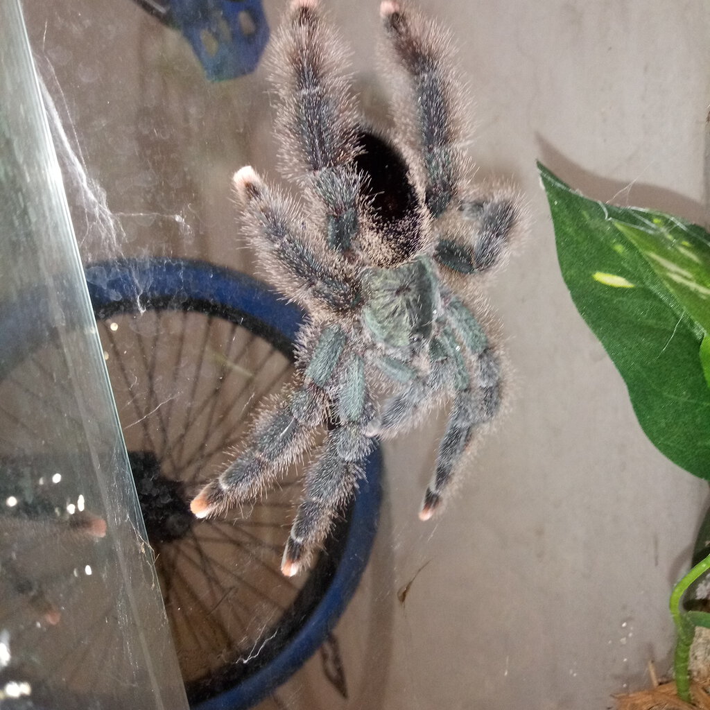 Avicularia metallica