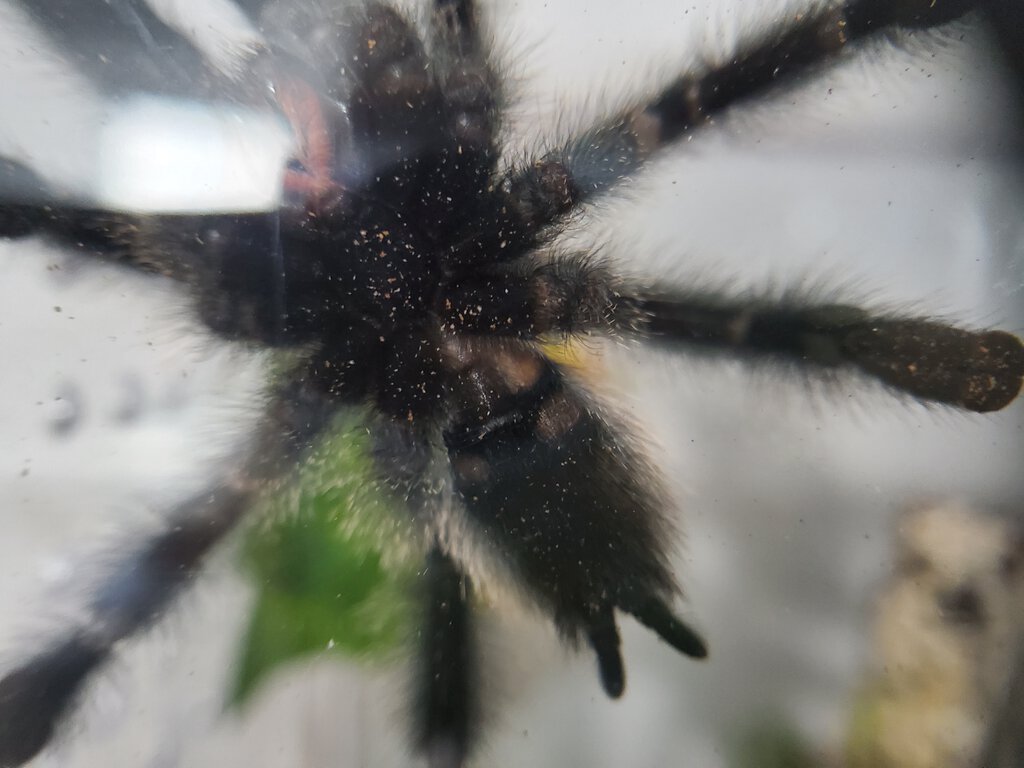 Avicularia metallica