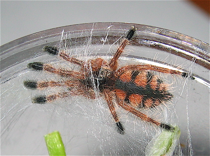 Avicularia minatrix 3/4"