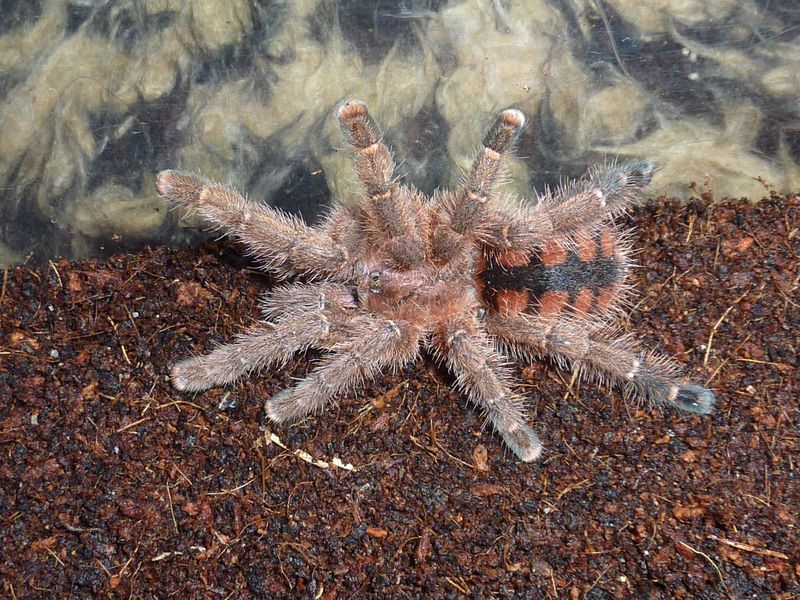 Avicularia minatrix (adult female)