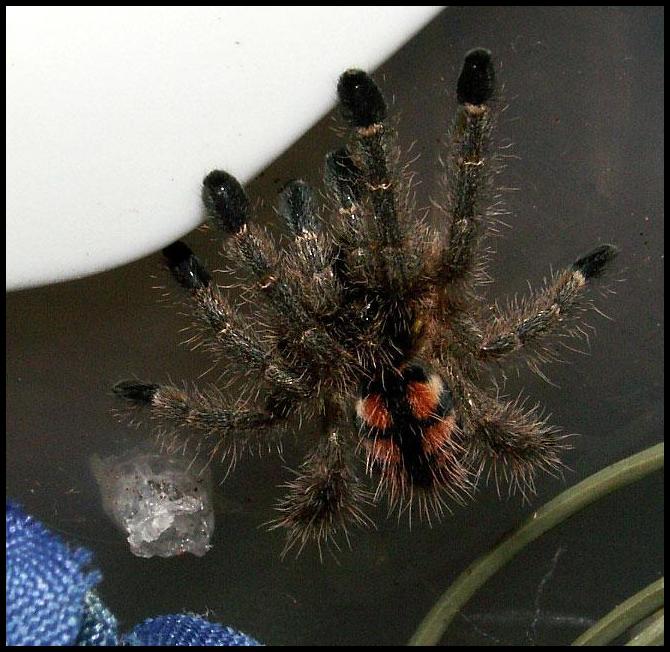 Avicularia minatrix